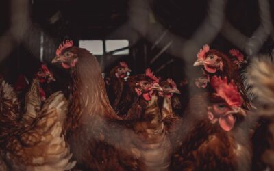 Alerta por nueva cepa de gripe aviar transmitida a humanos