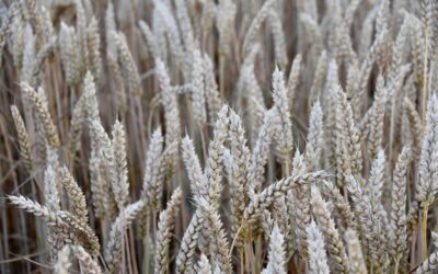 La excesiva fertilización de cultivos de trigo incide en el aumento de casos de celiaquía