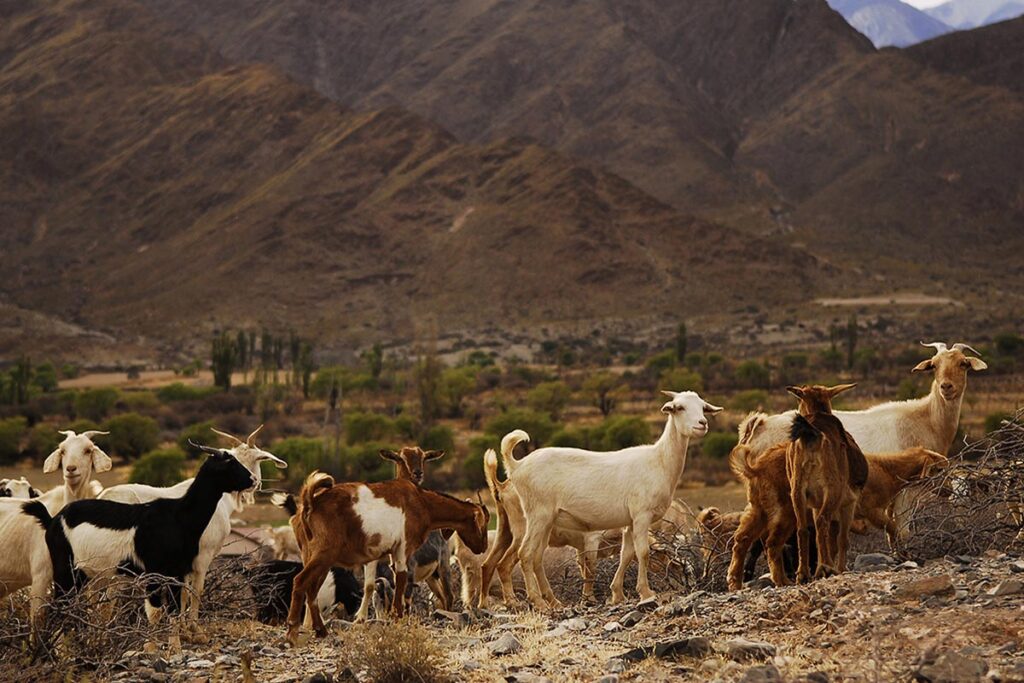 mendoza ganado caprino