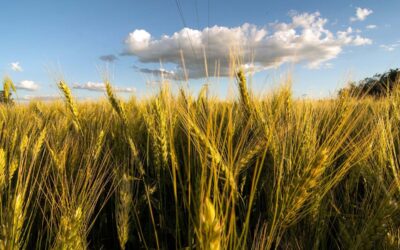 Trigo transgénico: “Un modelo de agricultura que profundiza la inequidad y daña al ambiente”