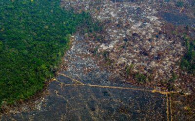 COP26: ¿El planeta resiste diez años más de deforestación de bosques?