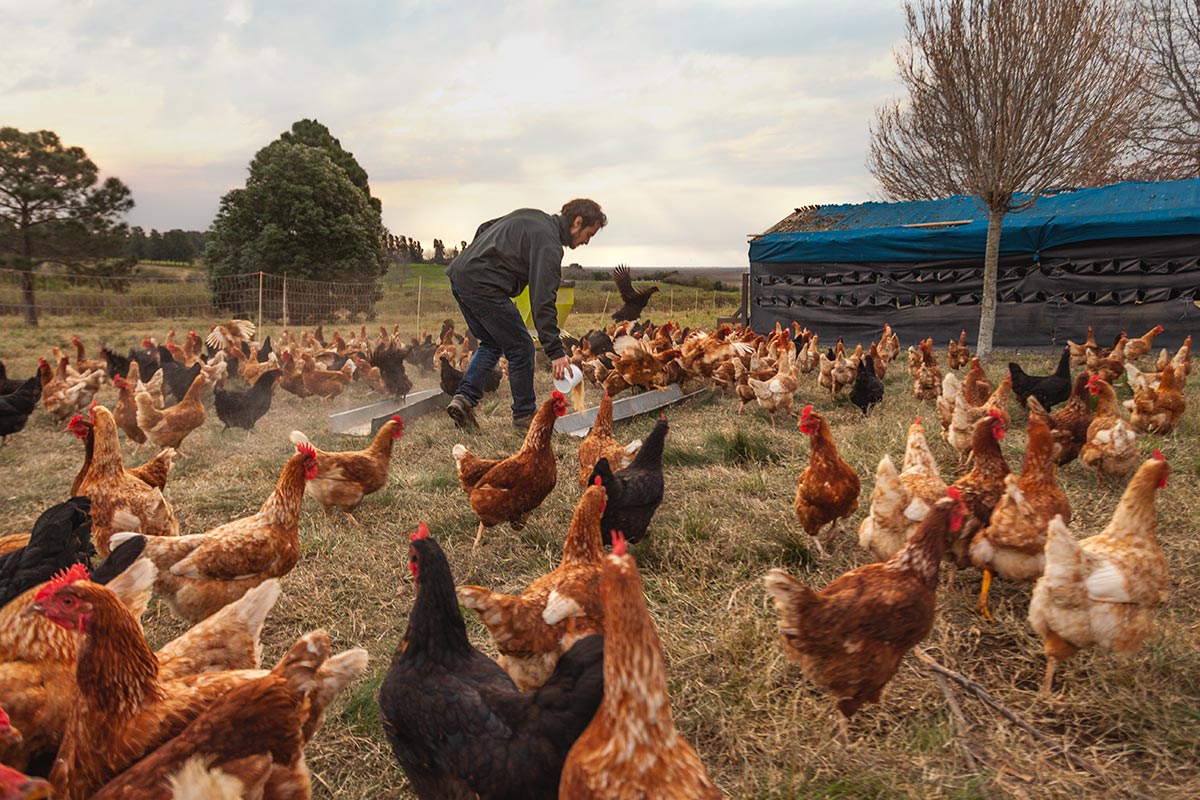 Precios de los alimentos: el consumo de pollo aumenta en una economía  desplumada - Agencia de Noticias Tierra Viva