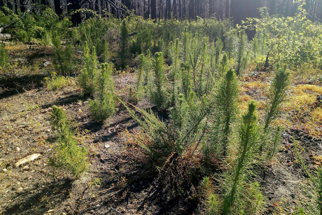 Bienvendos a Pinolandia Agua, pinos, y territorio Efectos (hídricos) de la pinificación del territorio