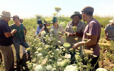 Agroecología en el cinturón verde de Córdoba: entre el agronegocio y el crecimiento urbano