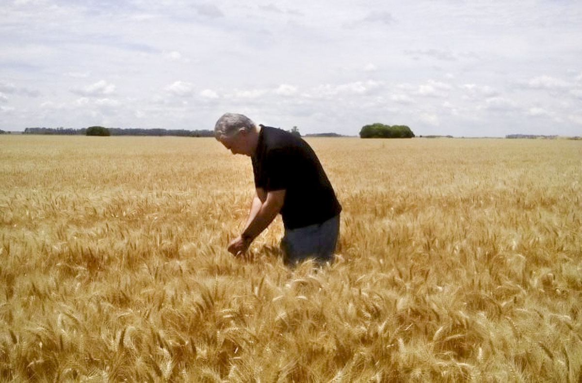 Sequía y trigo / Entrevista a Walter Pengue