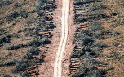 A quince años de la Ley de Bosques: "Defender y profundizar su implementación y alcances"