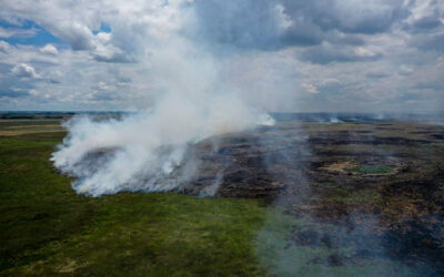 Incendios en Corrientes: historia de las políticas forestales que avivan el fuego