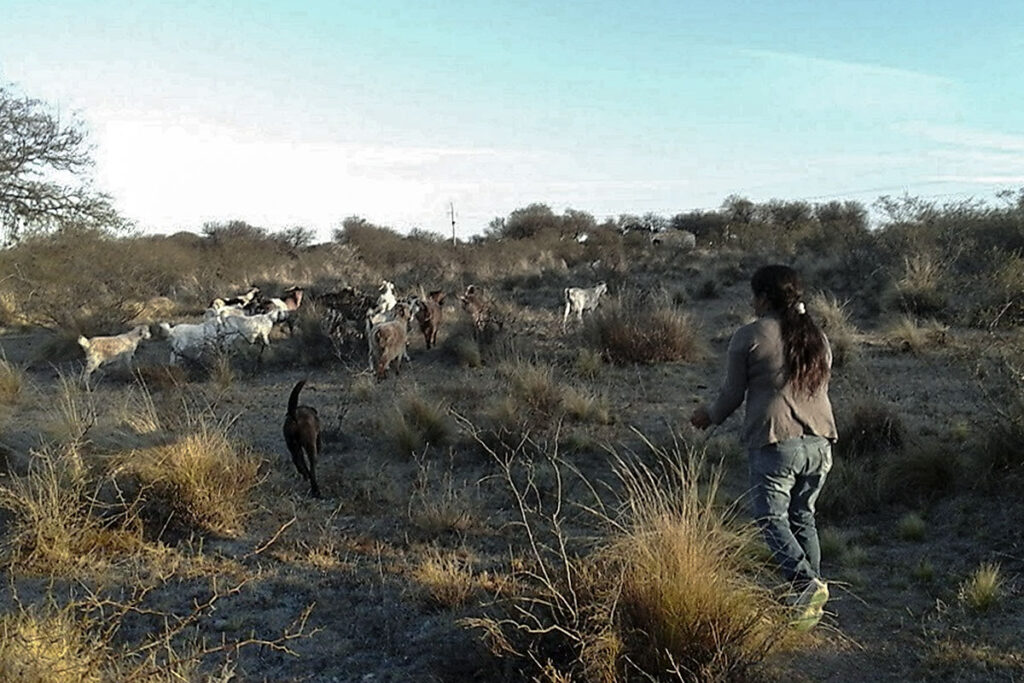 Cabras en San Luis