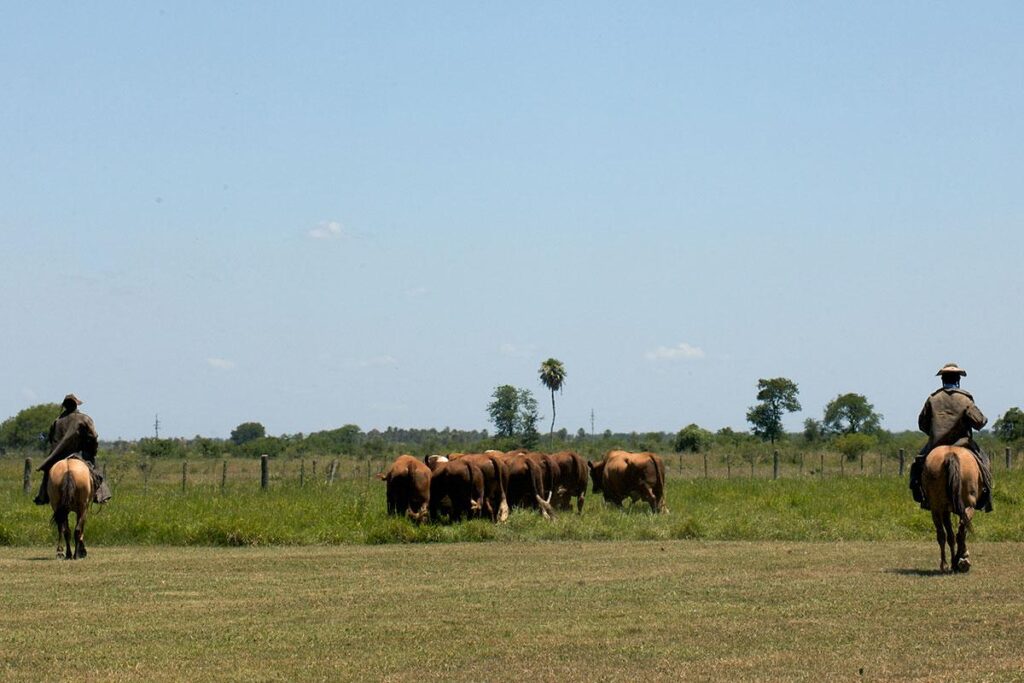 ganadería en Misones por la radiografía del Agro en la provincia de Misiones