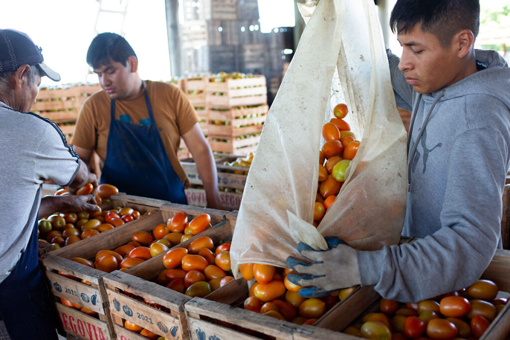 Tomates llegan al Mercado central muerte agrotoxicos en Paraje Puerto Viejo de Lavalle