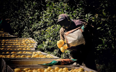 Trabajo rural: la cosecha de limón y el movimiento obrero rural ante la injusticia