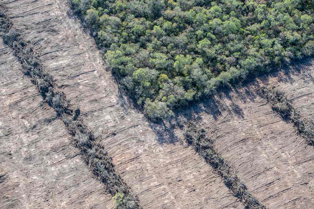 Desmontes Formosa Julio 2022 -Europa avanza en normativa para de frenar la "deforestación importada".