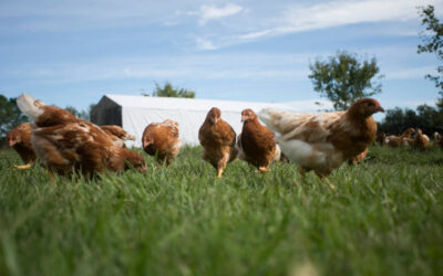 Cría de gallinas, huevos pastoriles y agroecología como forma de vida  