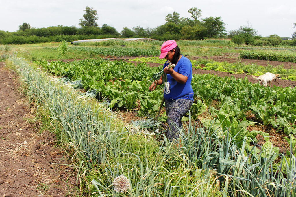 Trabajadores rurales de la Mesa Agroalimentaria Argentina para la Columna de opinion de la Union de Trabajadores de la Tierra UTT sobre la falta de relglamentación de la ley de agricultura familiar.