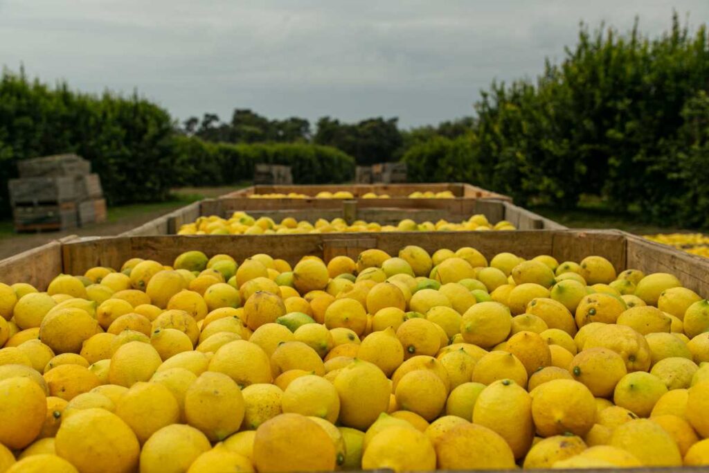 Limones en producción en la provincia de Tucumán. Radiografía productva de la provincia.