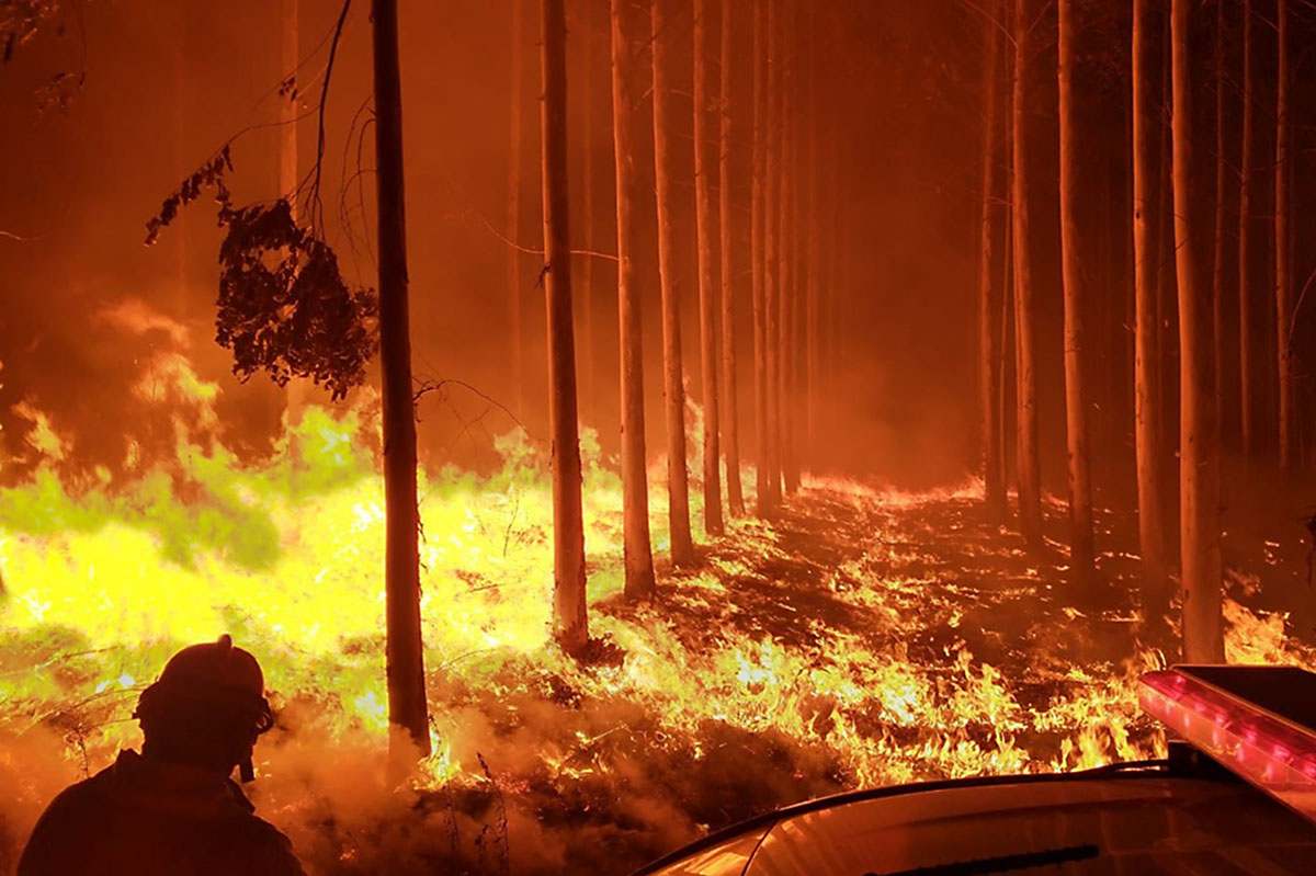 Incendios en Corrientes: Pinos en llamas durante los incendios 2025.