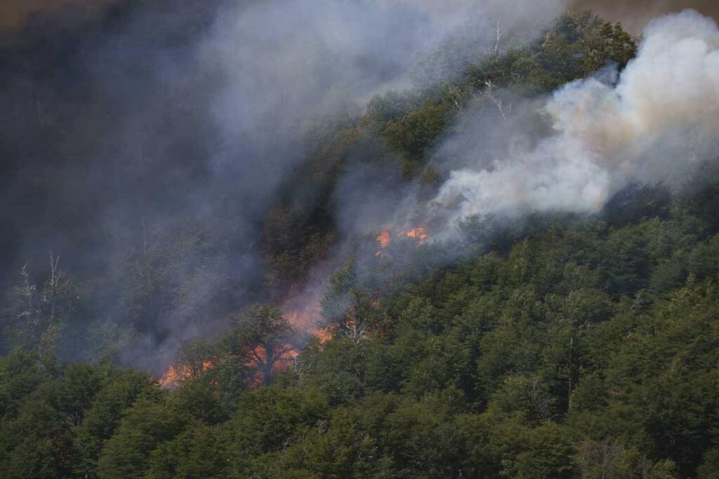 Informe de incendios forestales en los bosques andino patagónicos de Argentina de Greenpeace. Periodo Octube - marzo 2025.