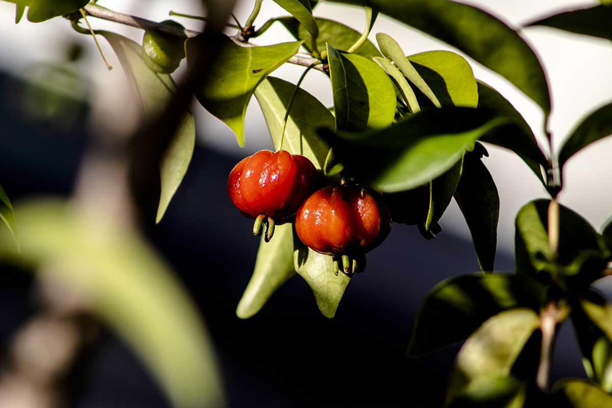 Planta de Pitanga. Detalle de Pitanga, tambien llamada "ñangapirí” (Eugenia uniflora).