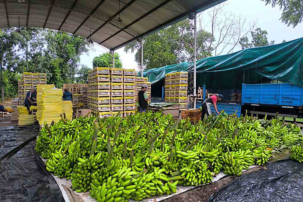 Bananas agroecologícas en Oran, Salta.