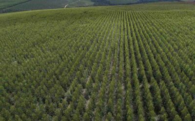 Demasiada tierra en pocas manos: las diez multinacionales que controlan millones de hectáreas