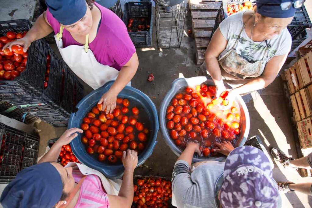 La agroecología en su salsa: tomates sin agrotóxicos desde Mendoza y Corrientes