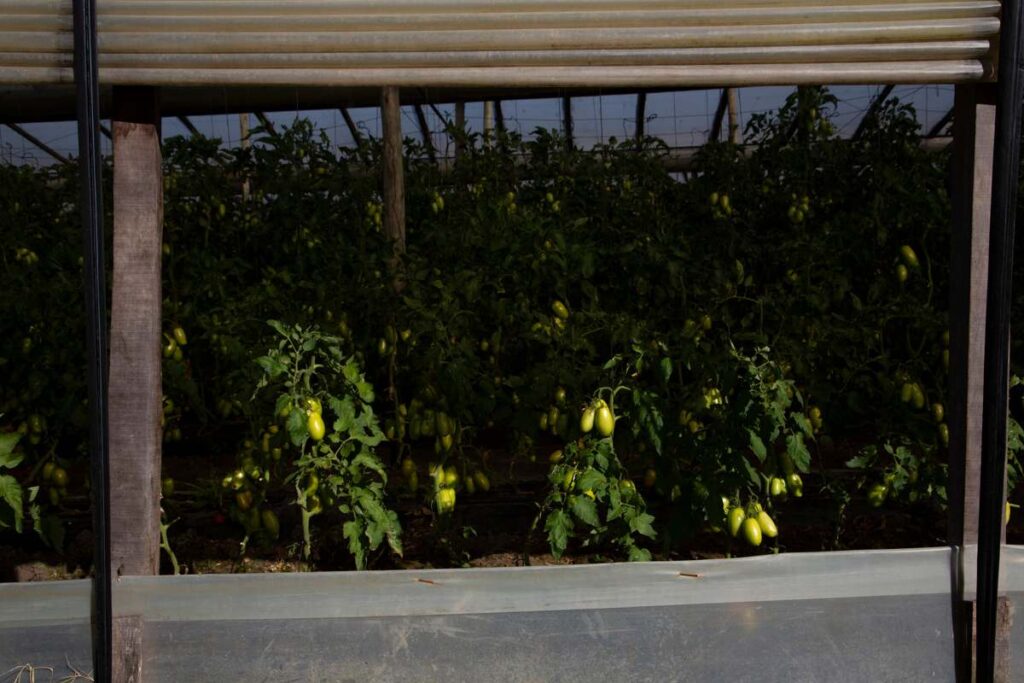 La agroecología en su salsa: tomates sin agrotóxicos desde Mendoza y Corrientes