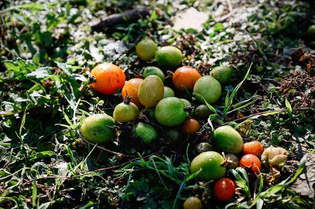Tomates en Córdoba del MNCI. La agroecología en su salsa: tomates sin agrotóxicos desde Mendoza y Corrientes