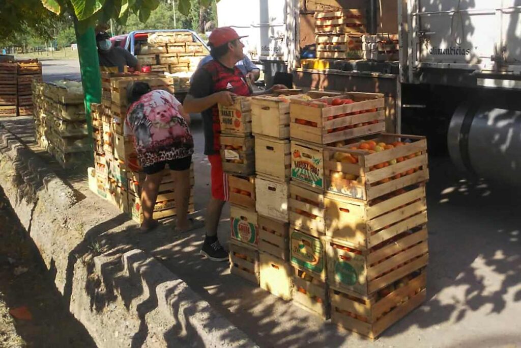 La agroecología en su salsa: tomates sin agrotóxicos desde Mendoza y Corrientes