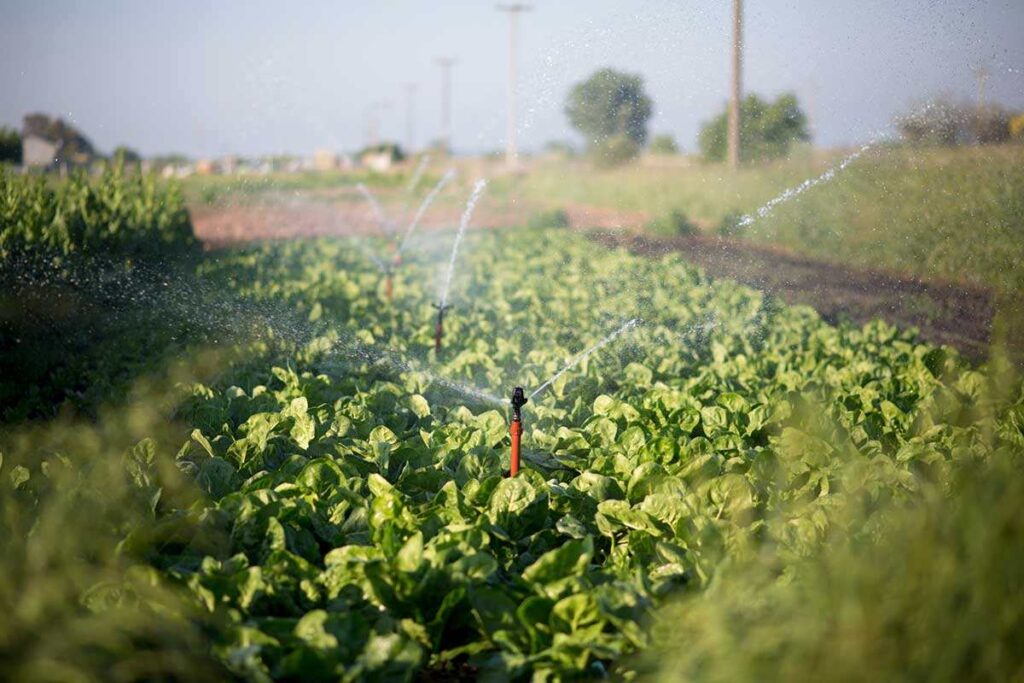 De las quintas a la universidad: la agroecología en expansión.