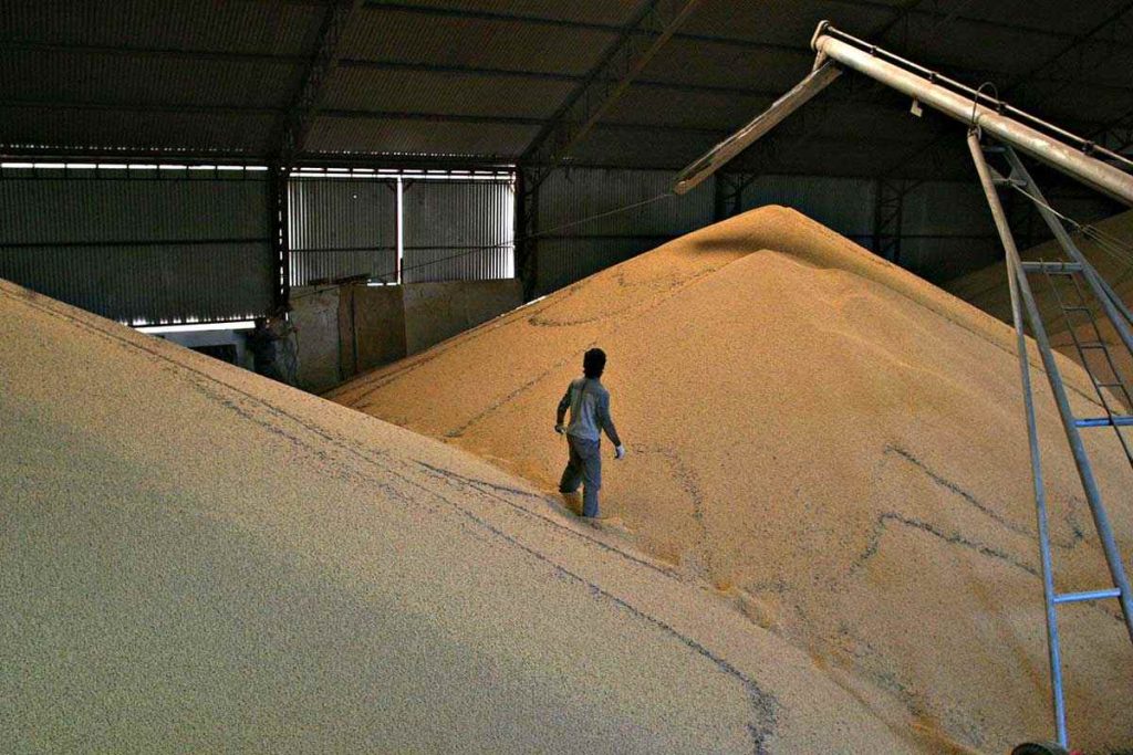 un obrero descarga soja en un galpon de tandil. Retenciones Cero para agroexportadores.