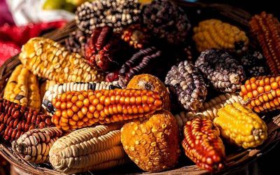Sin Maíz No Hay País: un movimiento social a favor del campo y la alimentación