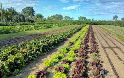 Es tiempo de agroecología: el sistema alimentario actual acelera la crisis climática y empobrece a las mayorías