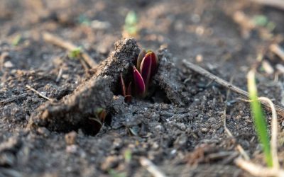 Sembrar y resistir, juntarse y celebrar