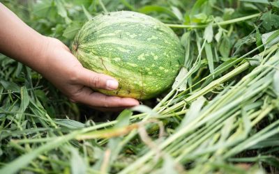 Movimiento Sin Tierra: sembrar conciencia y cultivar agroecología