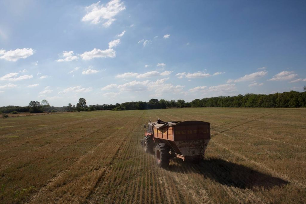 Campo de Trigo en Mercedes.