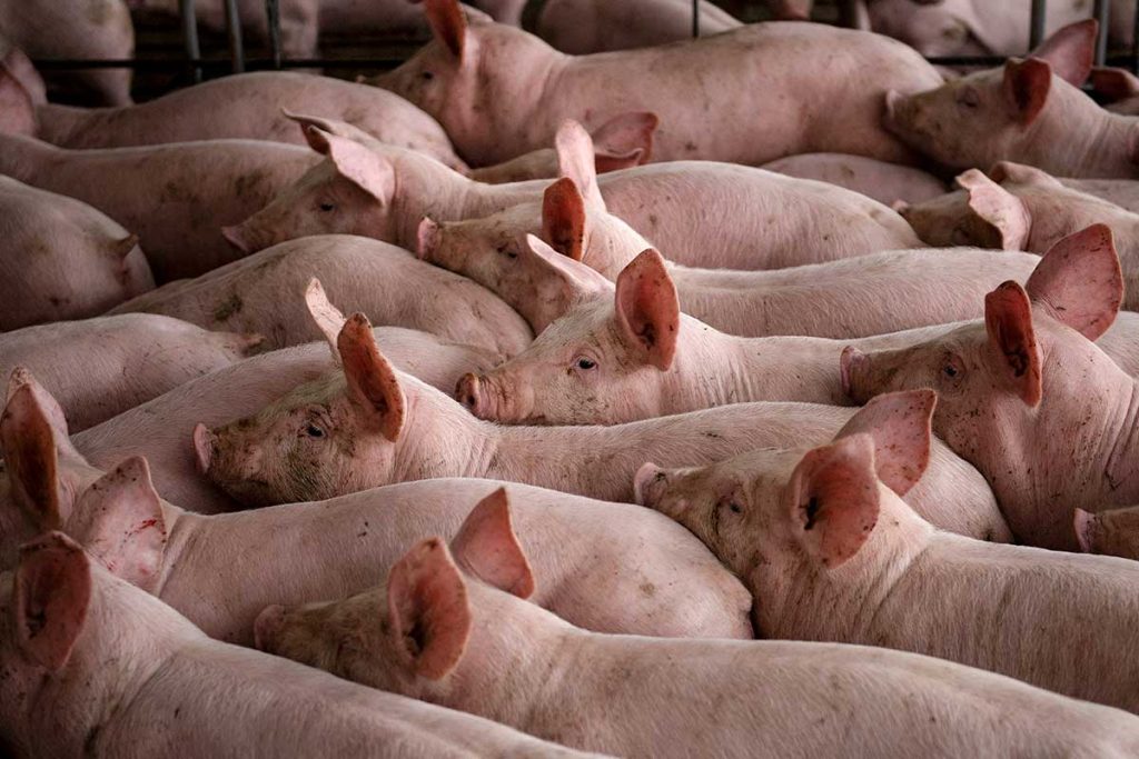 Granja porcina.