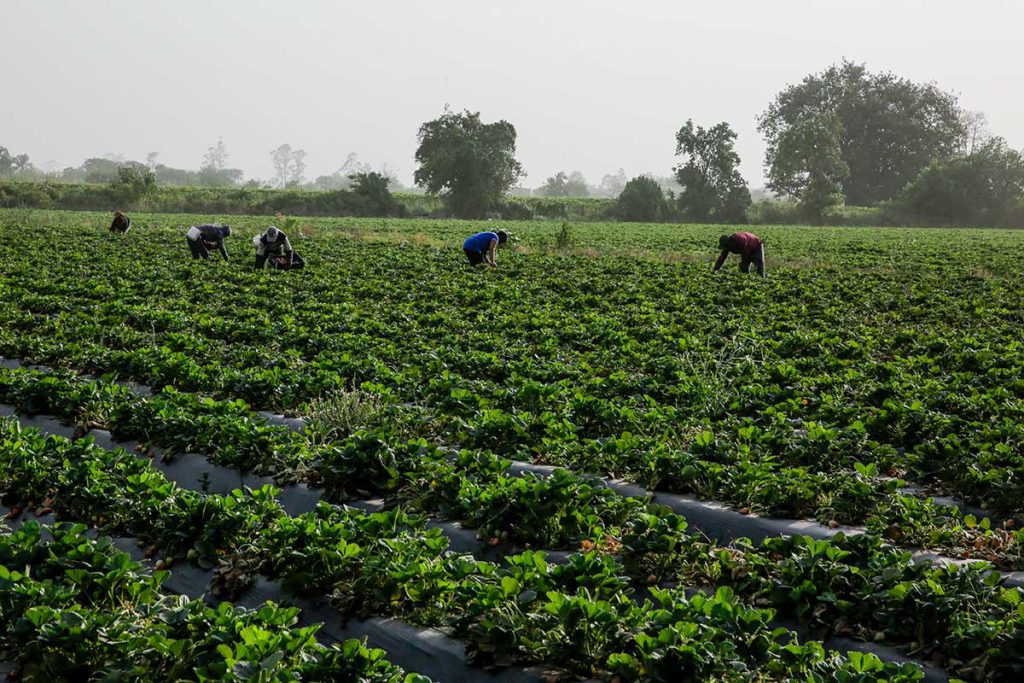 14/10/2020; Tucumán: Las políticas agropecuarias transversalizadas por el género, con instancias de participación de las mujeres rurales, incidiendo en la reglamentación de la ley de Agricultura Familiar, e incluídas en los programas de cuidado y de promotoras territoriales, son algunos ejes de políticas públicas para el sector, reseñados por funcionarias.