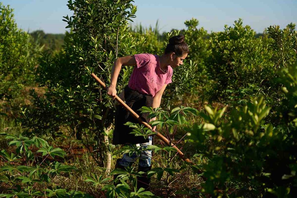 Yerba mate La Soberana, trabajando el campo