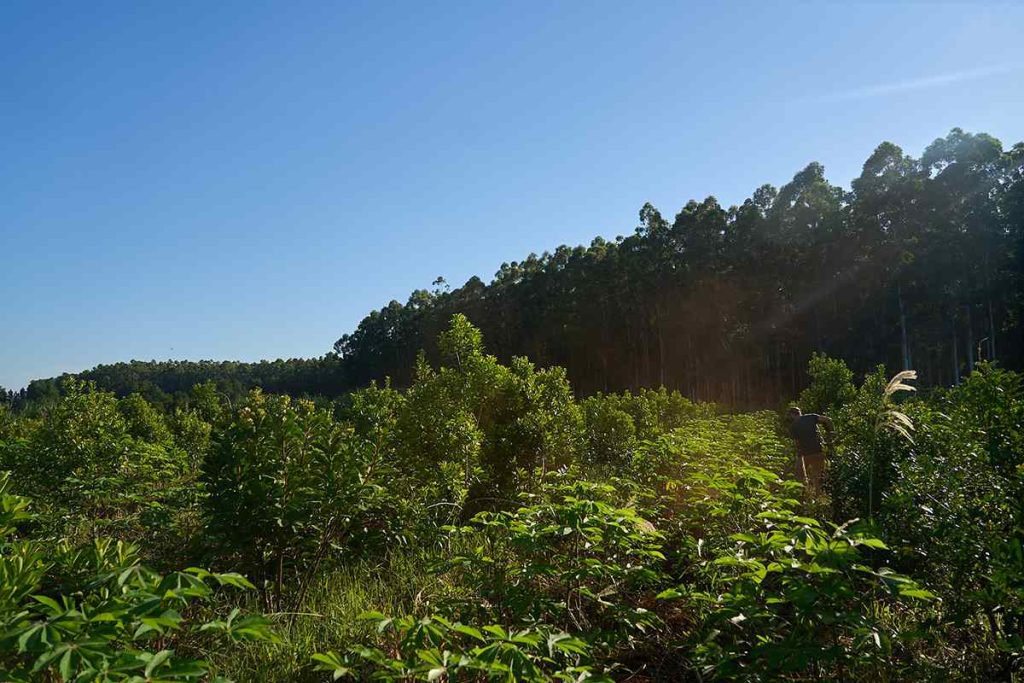 Yerba mate La Soberana