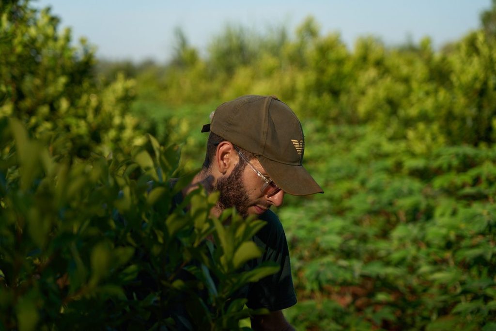 Yerba mate La Soberana
