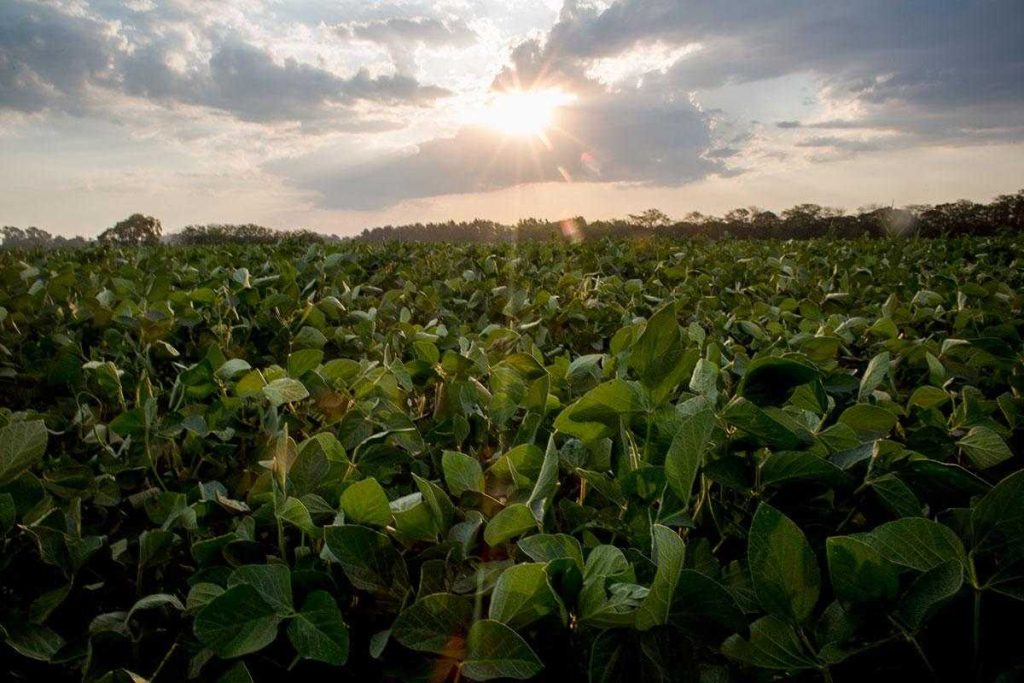 30 años de soja transgénica