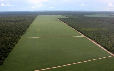 A 30 años de la primera soja transgénica: un experimento masivo a cielo abierto