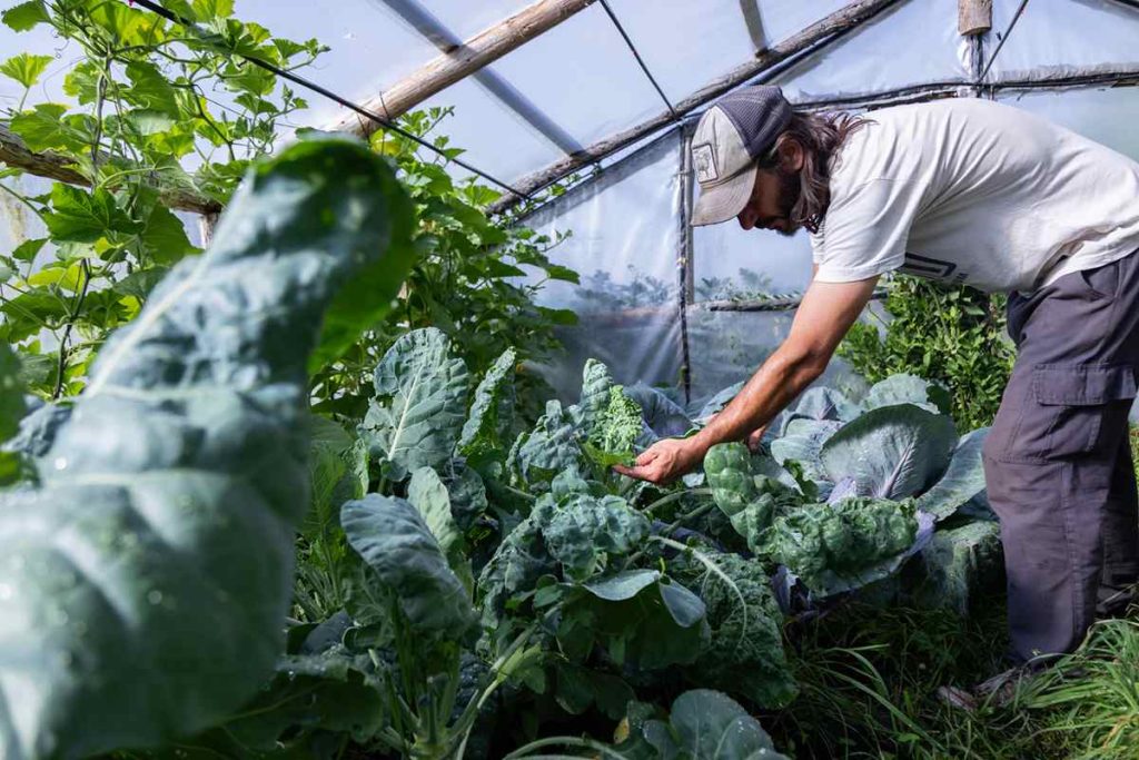 30 años de soja transgénica