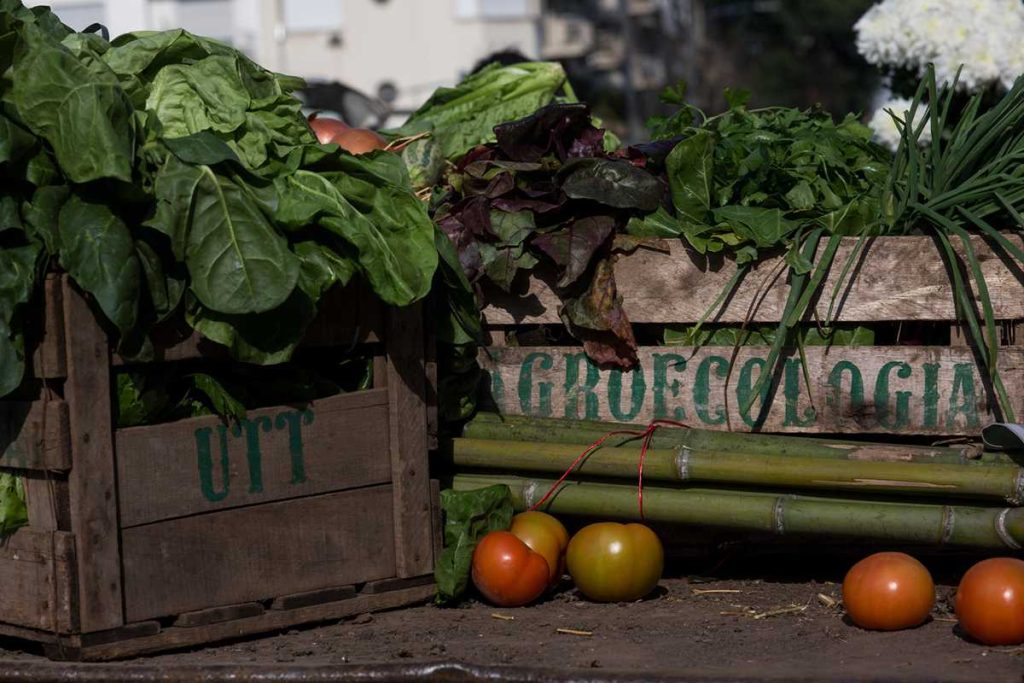 30 años de soja transgénica