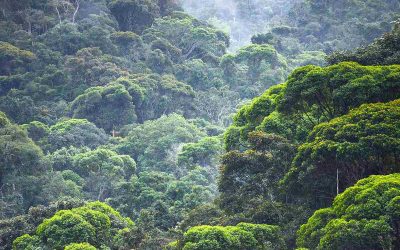 El Pueblo Mbya Guaraní cuida la selva, preserva su cultura y construye futuro