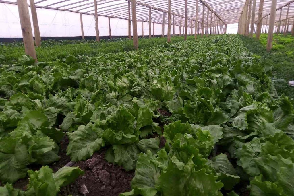 Cooperativa Madre Tierra