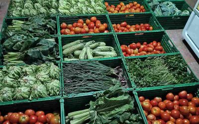 De la quinta al supermercado: cooperativas para la soberanía alimentaria