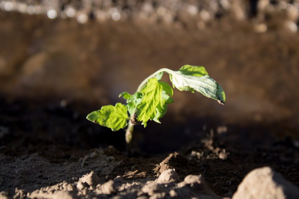 Agroecología corriente de pensamiento poderosa