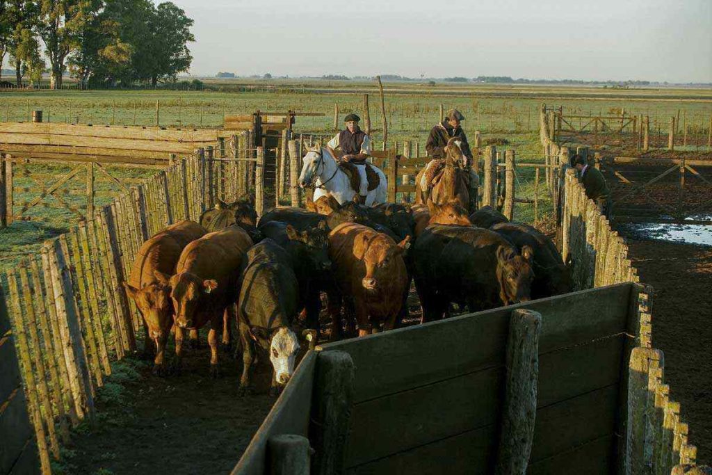 Carne, alto precio bajo consumo