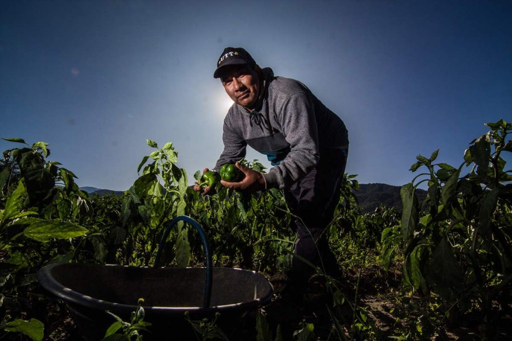 Soberanía alimentaria en Argentina